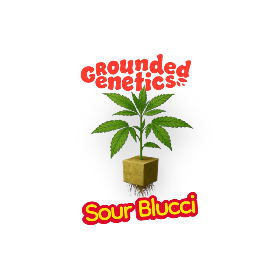 Sour Blucci – Groundedd Genetics