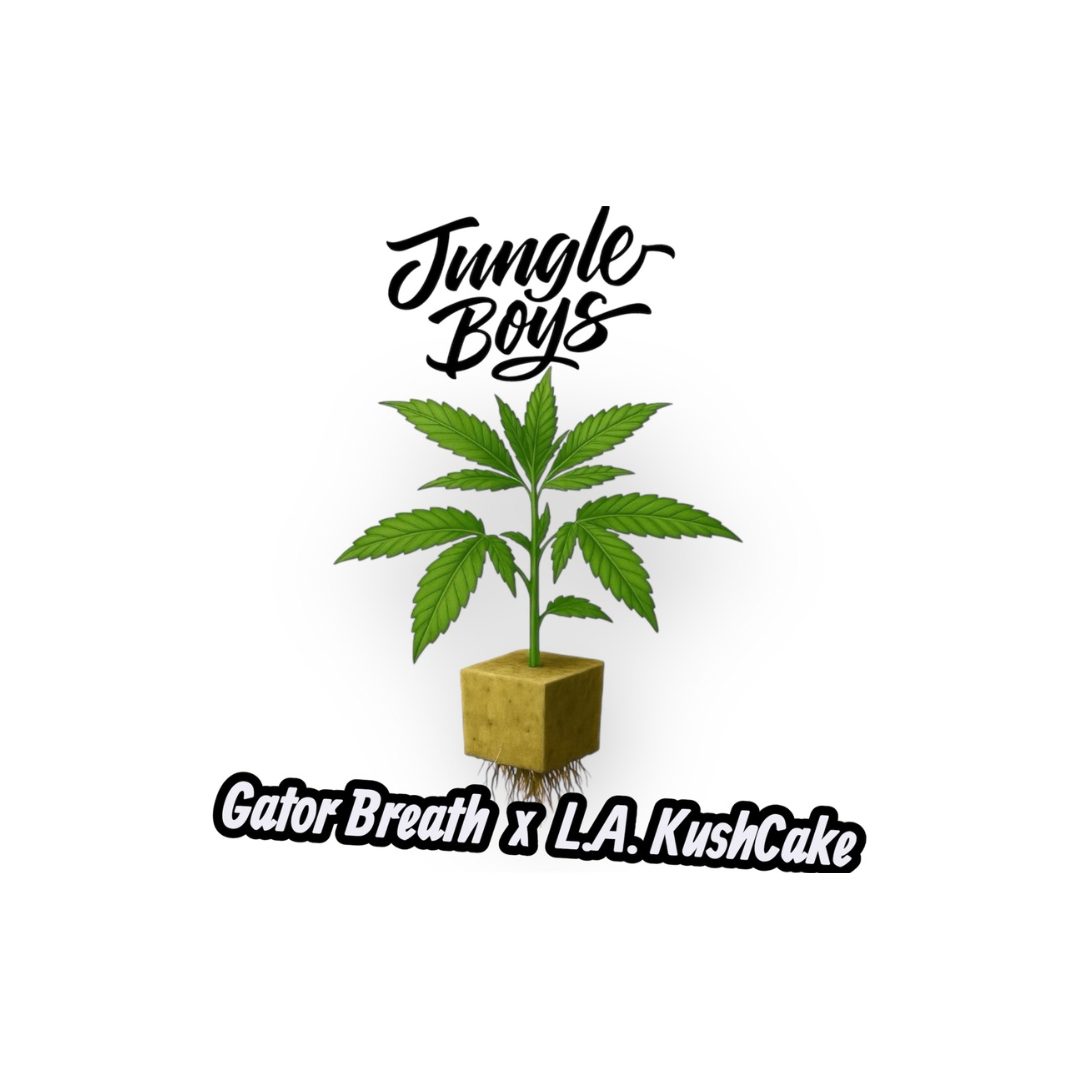 Jungle Boys – Gator Breath × L.A. Kush Cake • Steckling