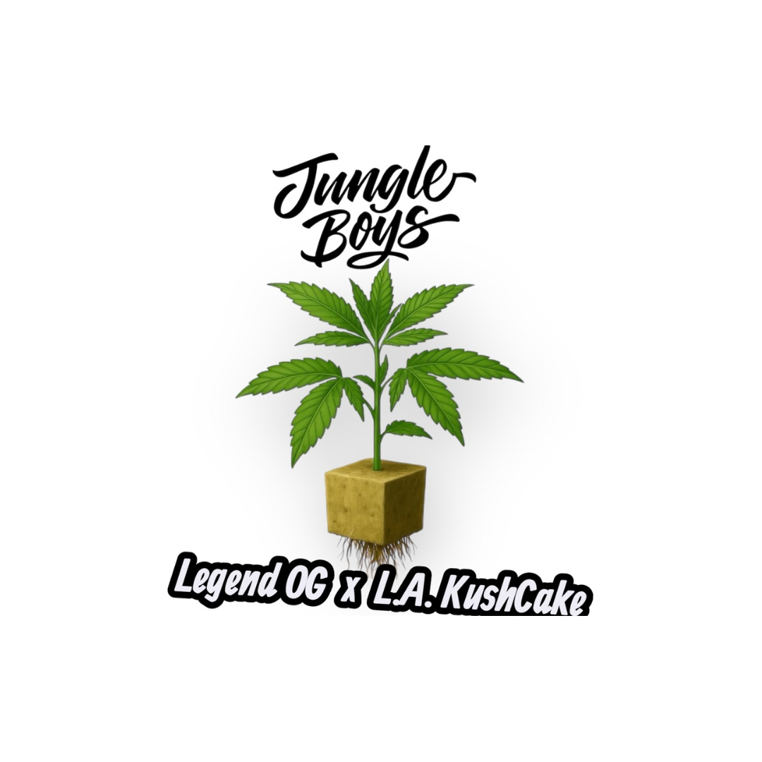 Jungle Boys – Legend OG × L.A. Kush Cake • Steckling