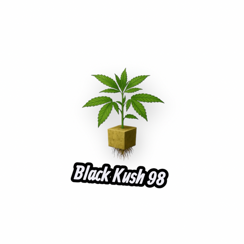 Black Kush ’98 • Steckling
