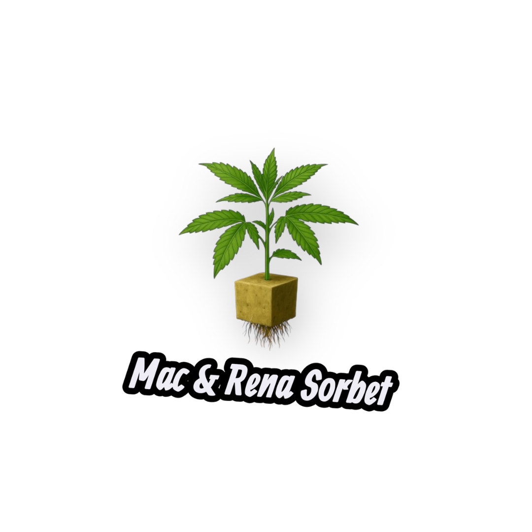 MAC & RENA Sorbet • Steckling