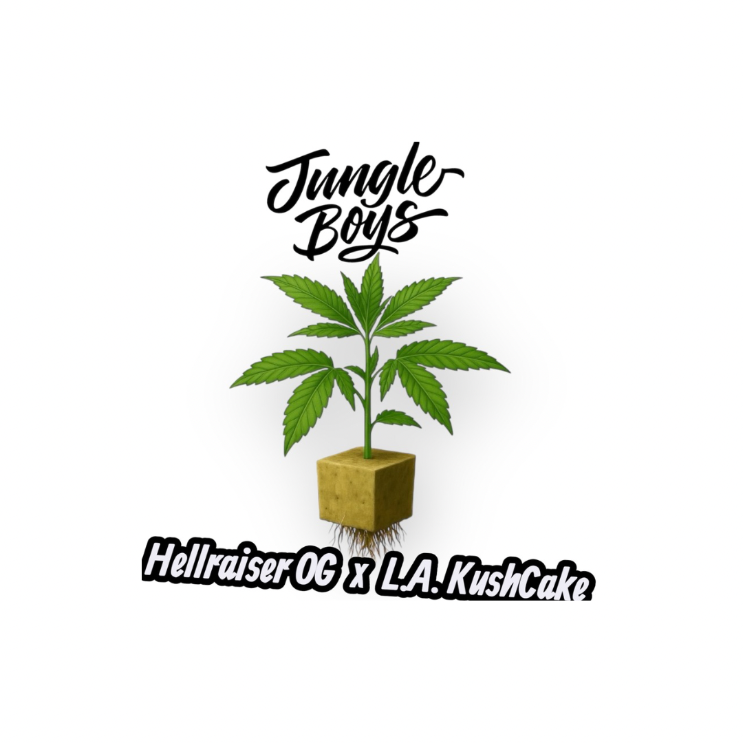 Jungle Boys – Hellraiser OG × L.A. Kush Cake • Steckling